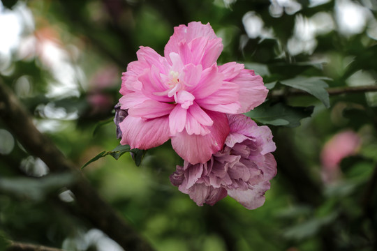 木槿花