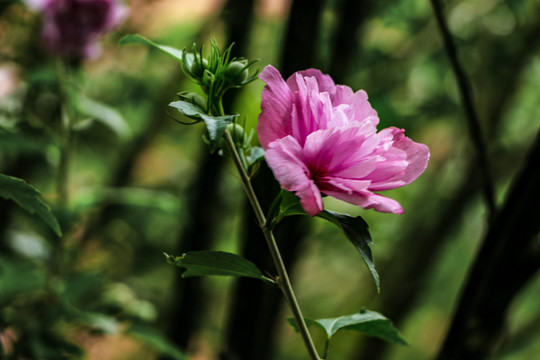 木槿花