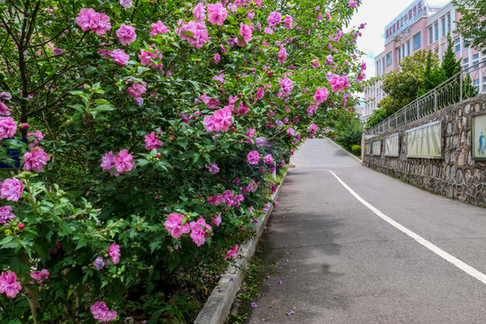 木槿花