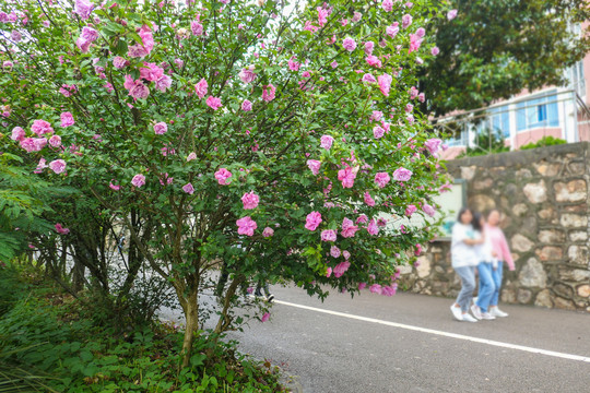 木槿花
