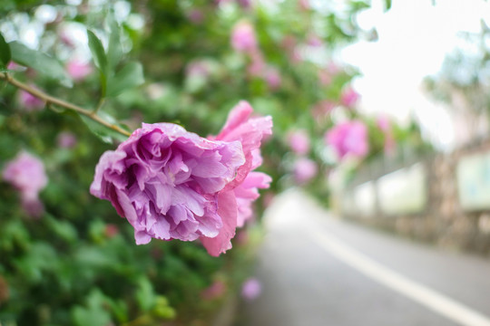 木槿花