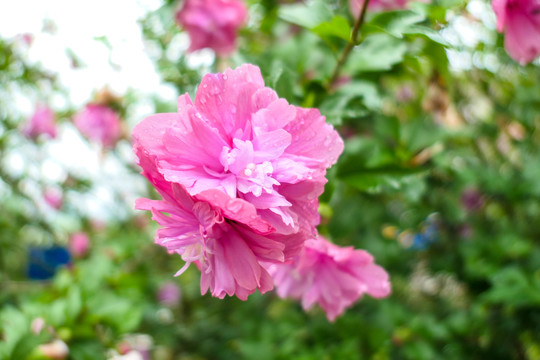 木槿花