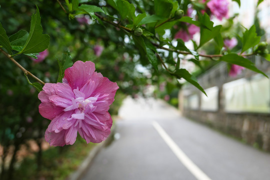 木槿花