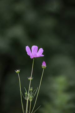 格桑花