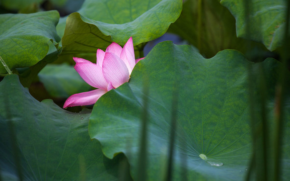 荷花莲花