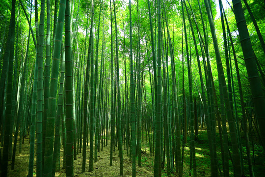 绿色竹林