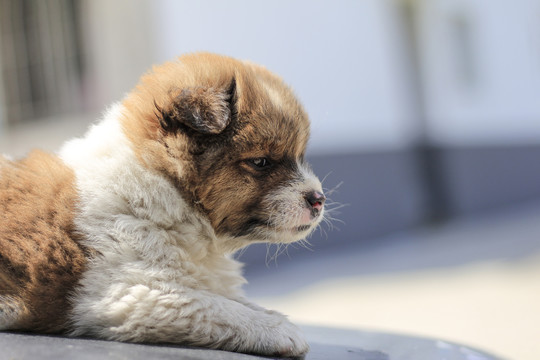 狗狗