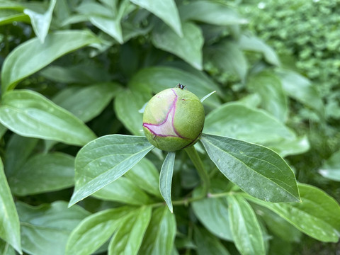 芍药花苞