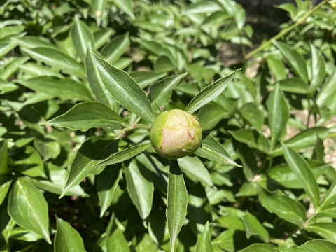 芍药花苞