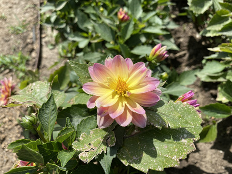 大丽花