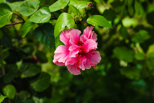 绿叶衬红花夏日朱槿牡丹