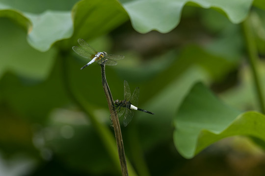 蜻蜓落荷枝