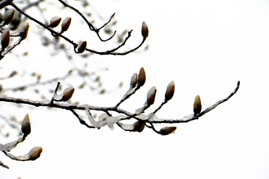 雪中的玉兰花苞