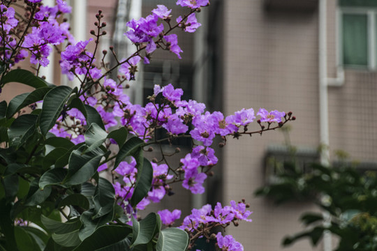 路边的紫色花卉