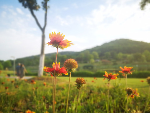 阳光下的花叶