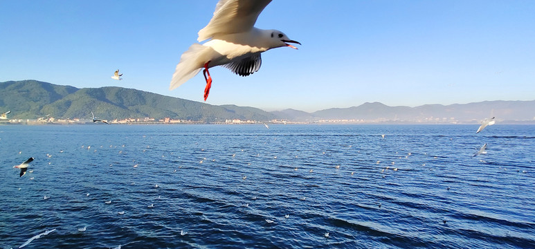 广角湖面上翱翔中的海鸥