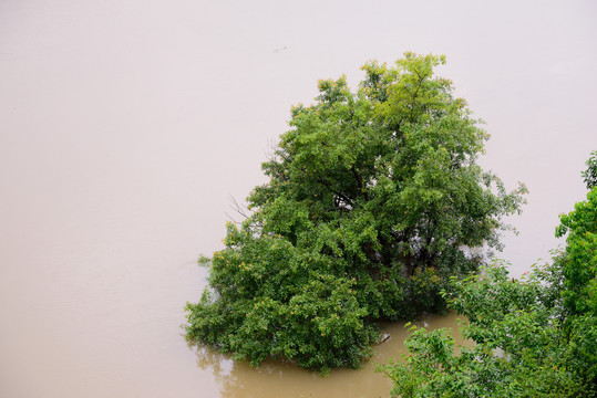 洪水中的树