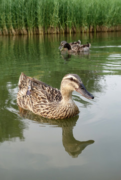 景观鸭子观赏鸭子池塘湖水鸭子