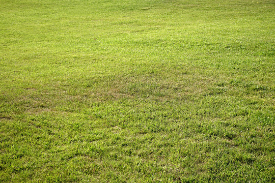 绿草地草坪草皮绿色草地背景底图