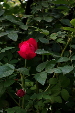 红色玫瑰花红色月季花