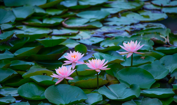 莲花池