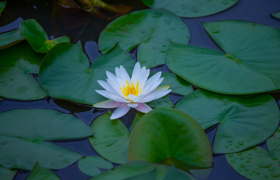 莲花