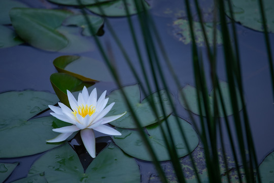 莲花