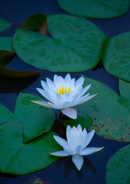 莲花