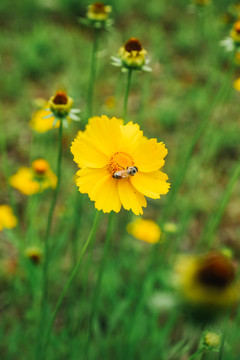 金鸡菊蜜蜂