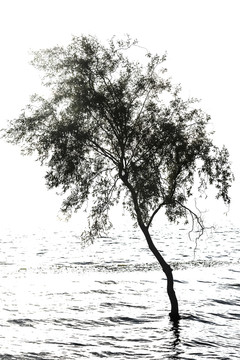 水中的树