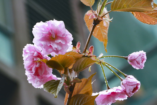 雨后的樱花