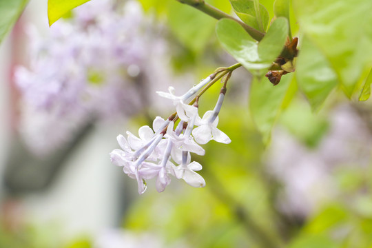 雨后小花