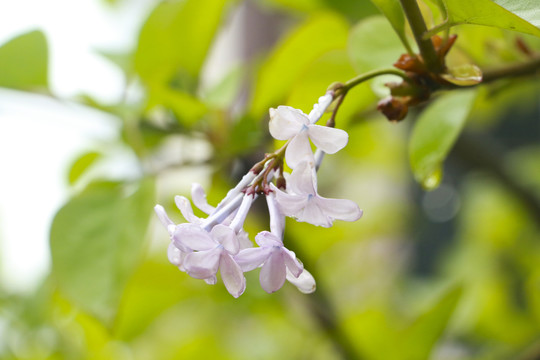 雨后小花