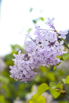 雨后小花