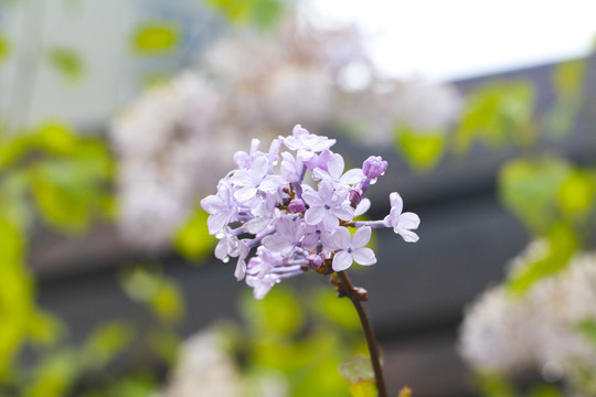 雨后小花