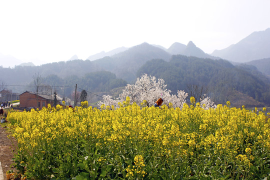 蒋家堰油菜E