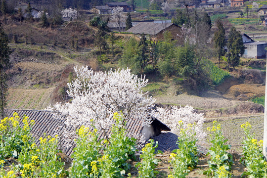 蒋家堰油菜F