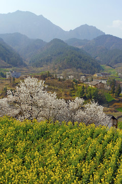 蒋家堰油菜G