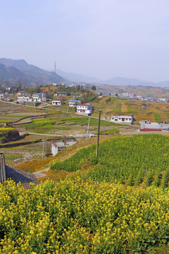 蒋家堰油菜I