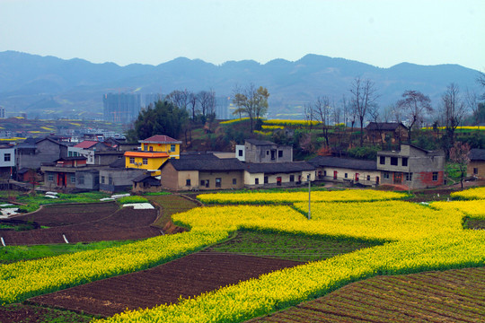 蒋家堰风光F
