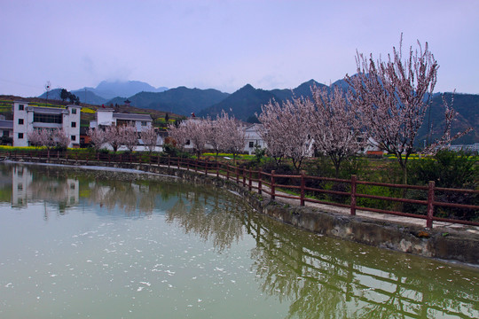 蒋家堰风光R