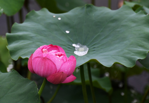 雨中的荷花