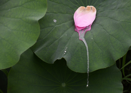 雨中的荷花