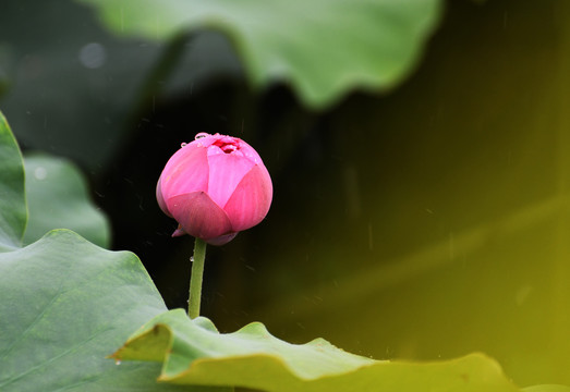 雨中的荷花