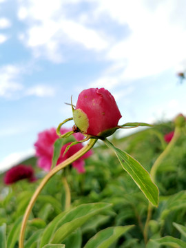 芍药