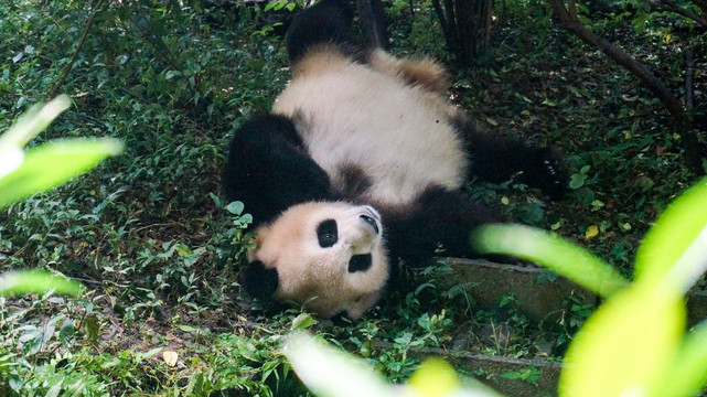 大熊猫繁育基地