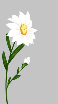 小清新风格向右白色雏菊