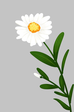 小清新风格向左白色雏菊