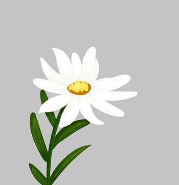 小清新风格白色雏菊