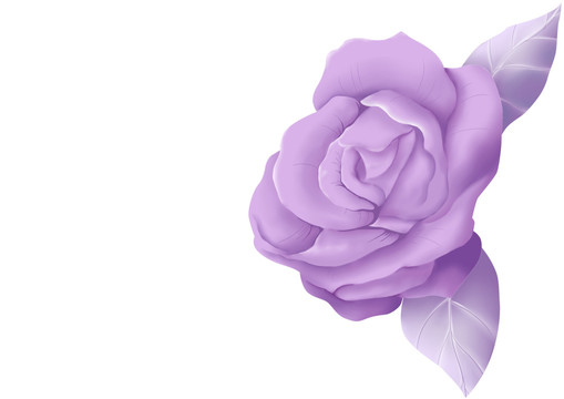 清新质感紫色花卉紫色渐变玫瑰